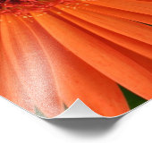 オレンジゲルベラデイジー(2/3) フォトプリント            (角)