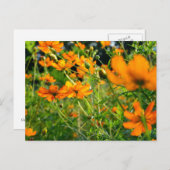 オレンジコスモスの花 ポストカード (正面/裏面)