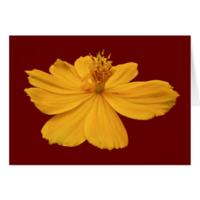 オレンジコスモス調整項目 (正面横)