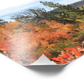 オレンジコロラド《植物》アスペン フォトプリント            (角)