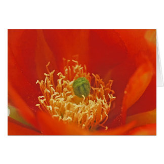 オレンジサボテンの花