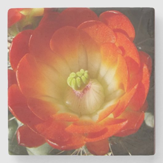 オレンジサボテン花石コースター ストーンコースター (正面)
