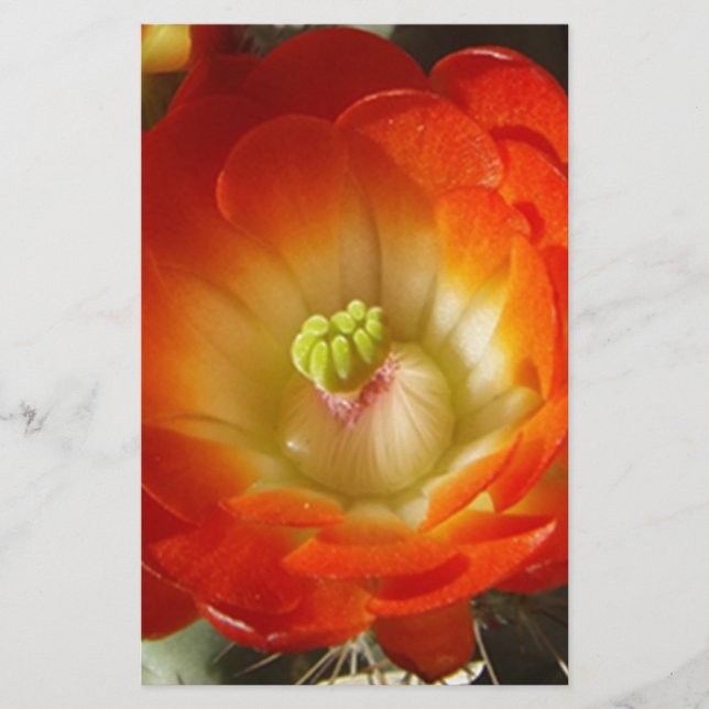 オレンジサボテン花 (正面)