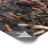 オレンジサラマンダー ポスター (角)