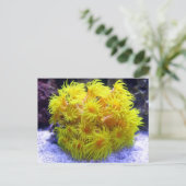 オレンジサンコーラル ポストカード (スタンド正面)