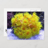 オレンジサンコーラル ポストカード (正面/裏面)