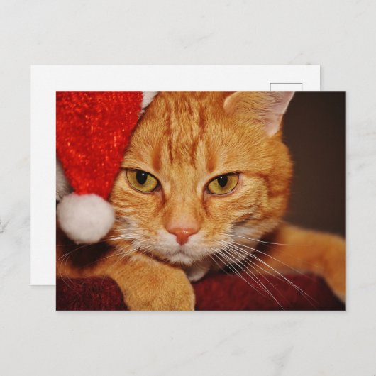オレンジサンタ子猫:猫のメリークリスマス シーズンポストカード (正面/裏面)
