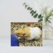 オレンジシェルターハムスターポストカード ポストカード (スタンド正面)