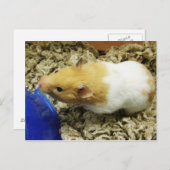 オレンジシェルターハムスターポストカード ポストカード (正面/裏面)