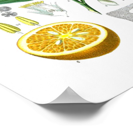 オレンジシトラスフルーツ植物性プリント第1のウォールアート。 ポスター (角)