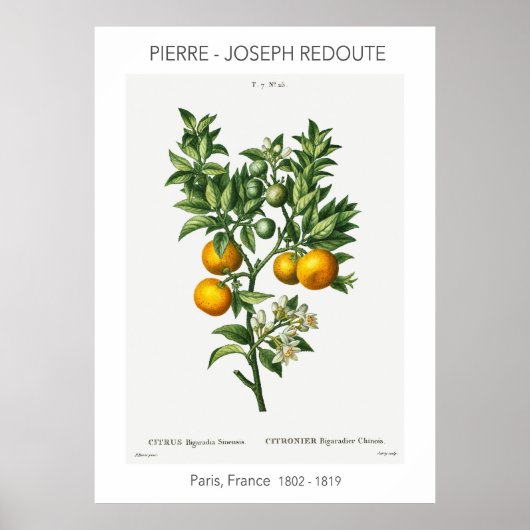オレンジシトラスヴィンテージ植物学イラストレーション ポスター (正面)