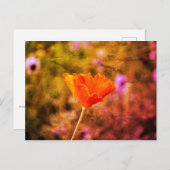 オレンジシフォンのポピーとウォール ポストカード (正面/裏面)