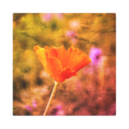 オレンジシフォンのポピーとウォール メタルプリント