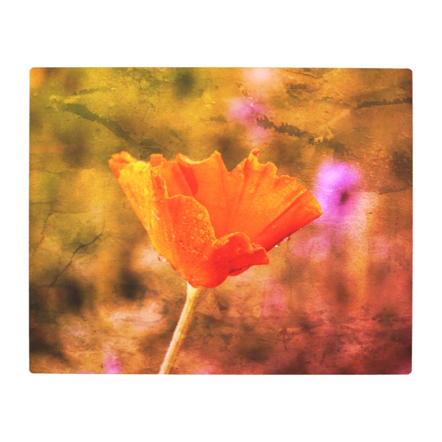 オレンジシフォンのポピーとウォール メタルプリント (正面)
