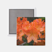 オレンジシャクナゲの花磁石 マグネット (正面/裏面)