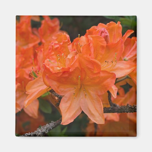 オレンジシャクナゲの花磁石 マグネット (正面)