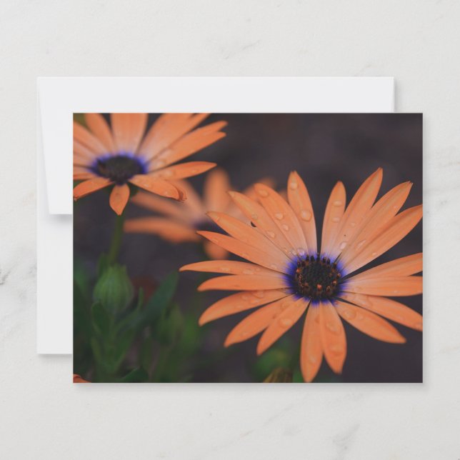 オレンジシンフォニー (正面)