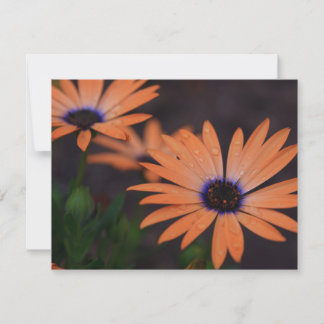 オレンジシンフォニー