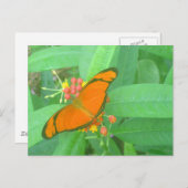 オレンジジュリアトロピカルバタフライ ポストカード (正面/裏面)