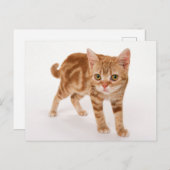 オレンジジンジャー虎猫ショートヘア猫 ポストカード (正面/裏面)