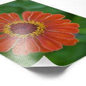 オレンジジンナフラワーブロッサム花の写真 フォトプリント           