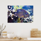 オレンジスポッテッドウサギ ポスター (キッチン)