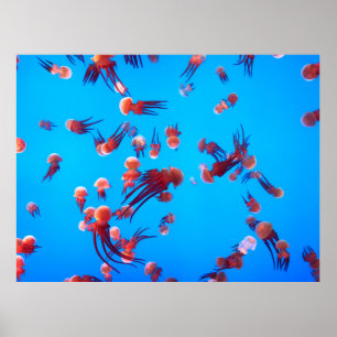 オレンジゼリー魚 ポスター