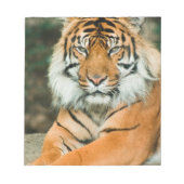 オレンジタイガーメモ帳 ノートパッド (正面)