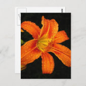 オレンジタイガーリリーの花 ポストカード (正面/裏面)
