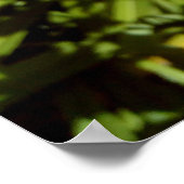 オレンジタイガーリリー ポスター (角)