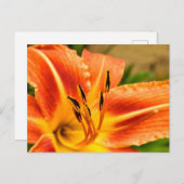 オレンジタイガーリリー ポストカード (正面/裏面)