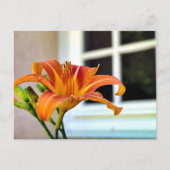 オレンジタイガーリリー ポストカード (正面)