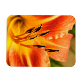 オレンジタイガーリリー マグネット (横)