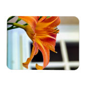 オレンジタイガーリリー マグネット (横)