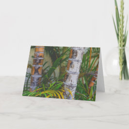 オレンジタケ カード