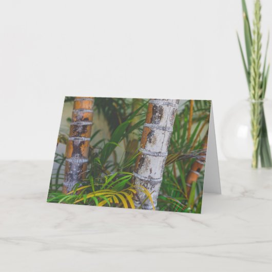 オレンジタケ カード (正面)