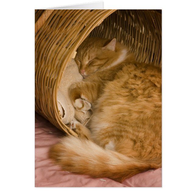 オレンジタビー猫のかごでの眠り (正面)