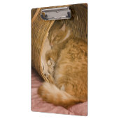 オレンジタビー猫のかごでの眠り クリップボード (左)