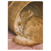 オレンジタビー猫のかごでの眠り クリップボード (裏面)