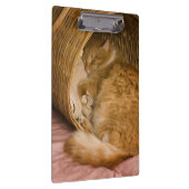 オレンジタビー猫のかごでの眠り クリップボード (右)