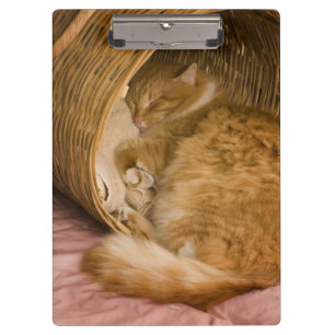 オレンジタビー猫のかごでの眠り クリップボード