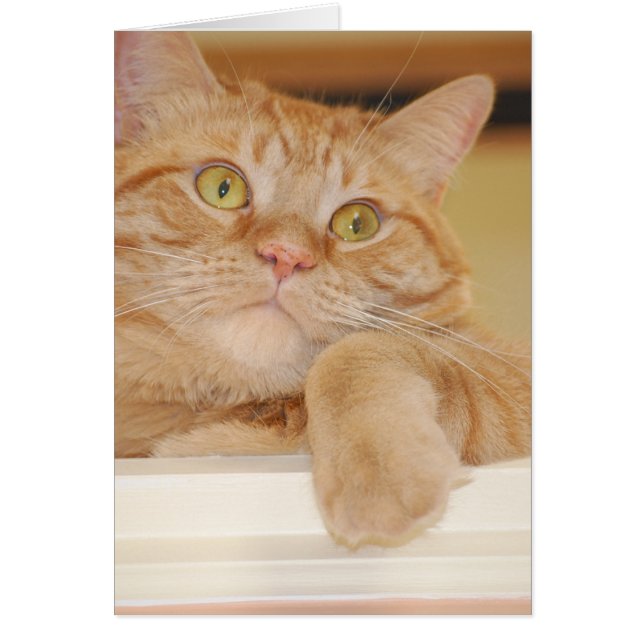 オレンジタビー猫 (正面)