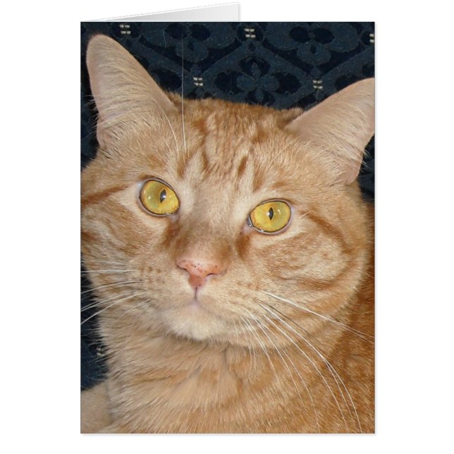 オレンジタビー猫 (正面)