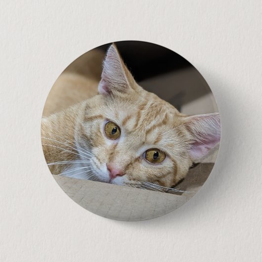 オレンジタビー猫 かわいい 缶バッジ (正面)