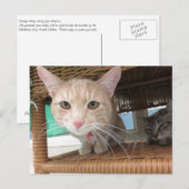 オレンジタビー猫 ポストカード (正面/裏面)