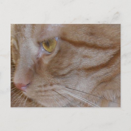 オレンジタビー猫 ポストカード (正面)