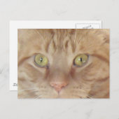 オレンジタビー猫 ポストカード (正面/裏面)