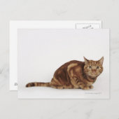 オレンジタビー猫 ポストカード (正面/裏面)