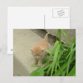 オレンジタビー猫 ポストカード (正面/裏面)