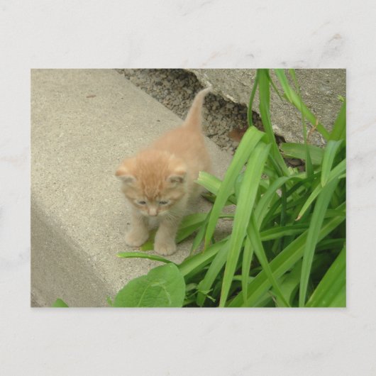 オレンジタビー猫 ポストカード (正面)